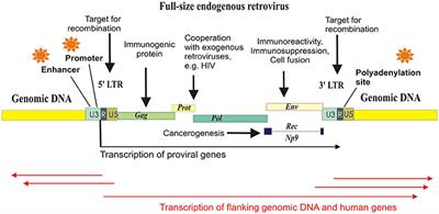 Friends-Enemies: Endogenous Retroviruses Are Major Transcriptional Regulators of Human DNA